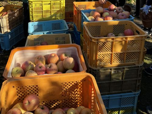 鳥が少しでも食べてしまったら出荷できないリンゴたち