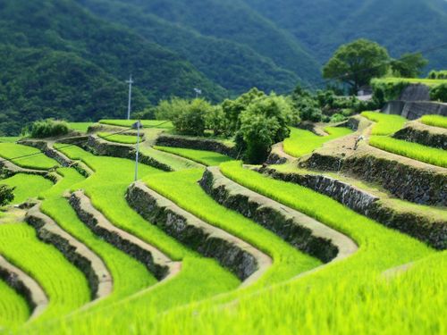 中山千枚田