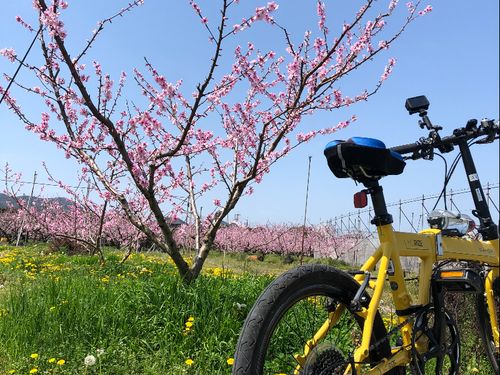 風光明媚な紀の川エリア🚲