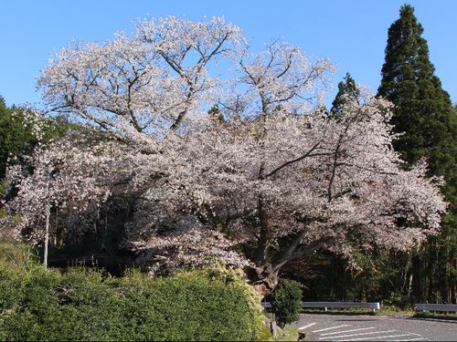 石割桜