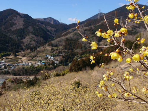 1月から2月にかけて咲くロウバイの花