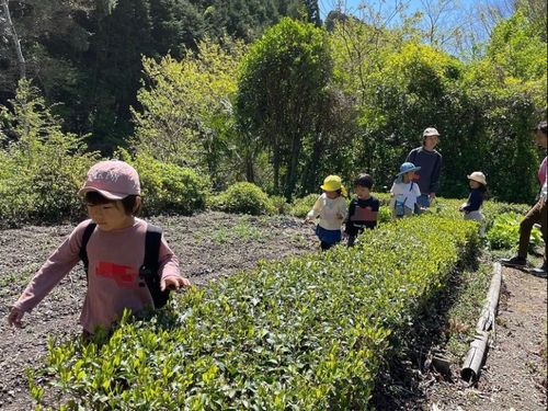 お茶畑のお散歩◎