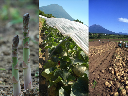 安心安全なニセコ野菜