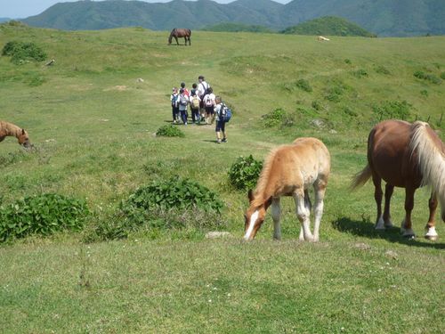 放牧地では牛や馬がのびのび暮らしています