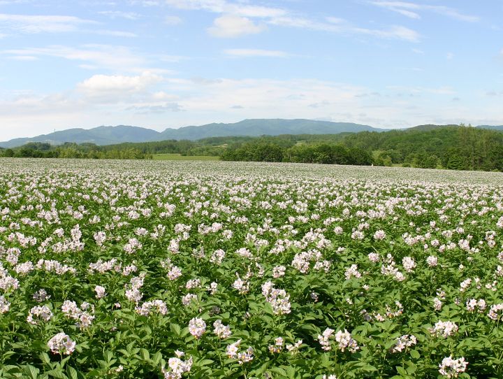 厚沢部町