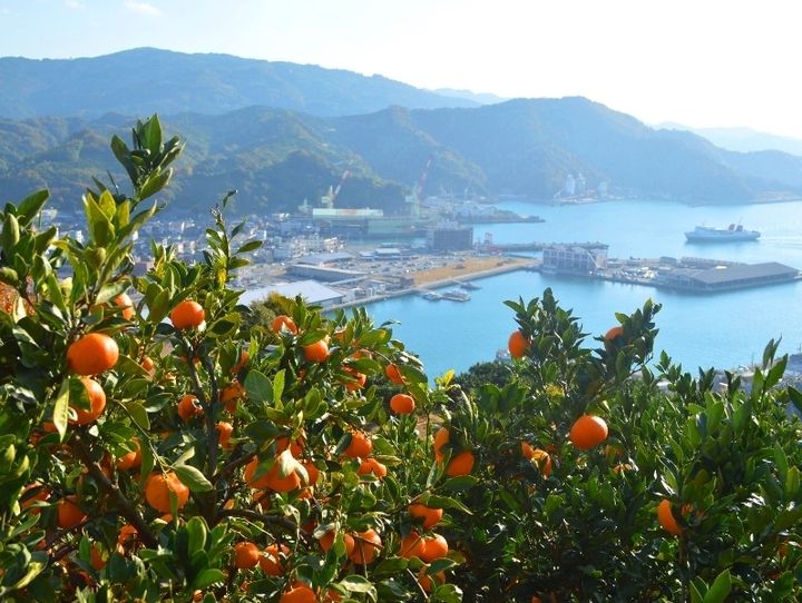 八幡浜市