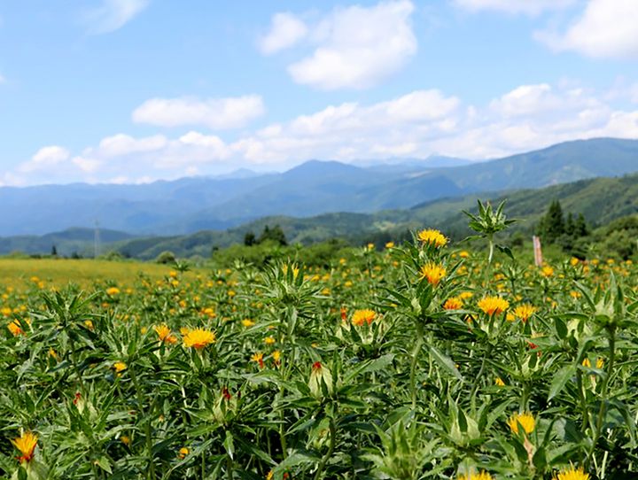 白鷹町