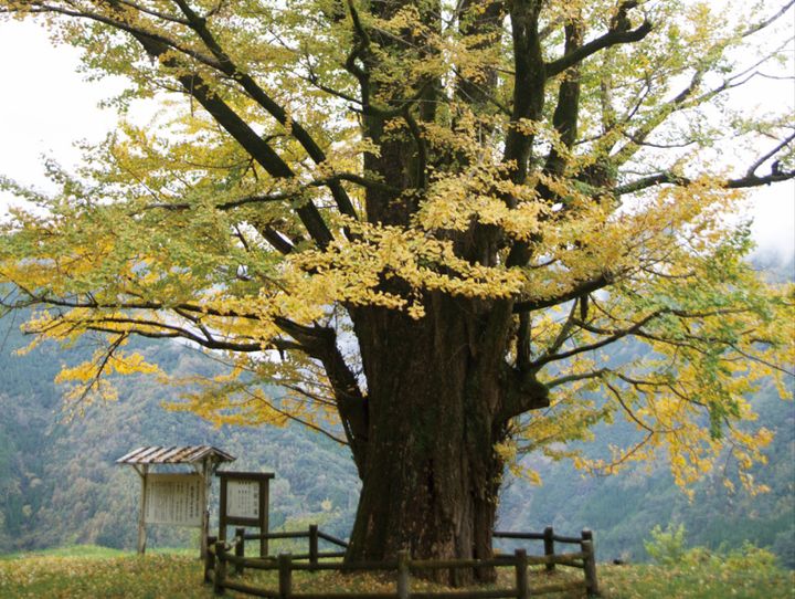 椎葉村