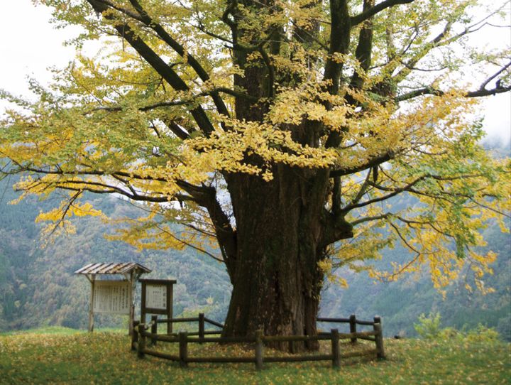 椎葉村
