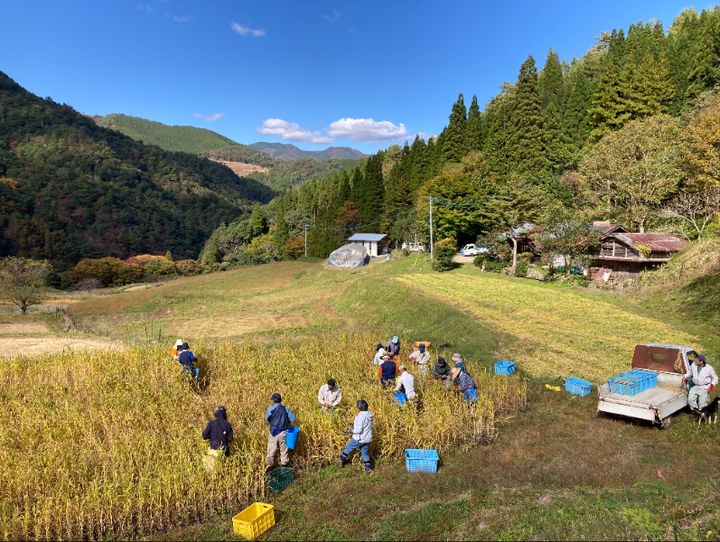 椎葉村