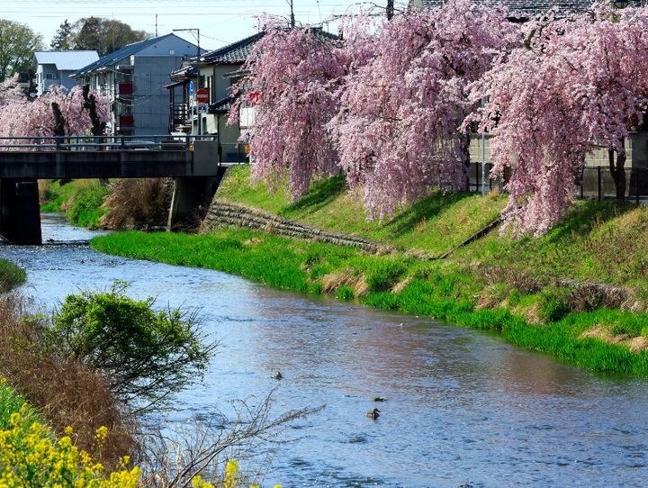 さくら市