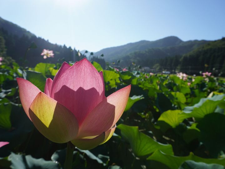 福井県全体