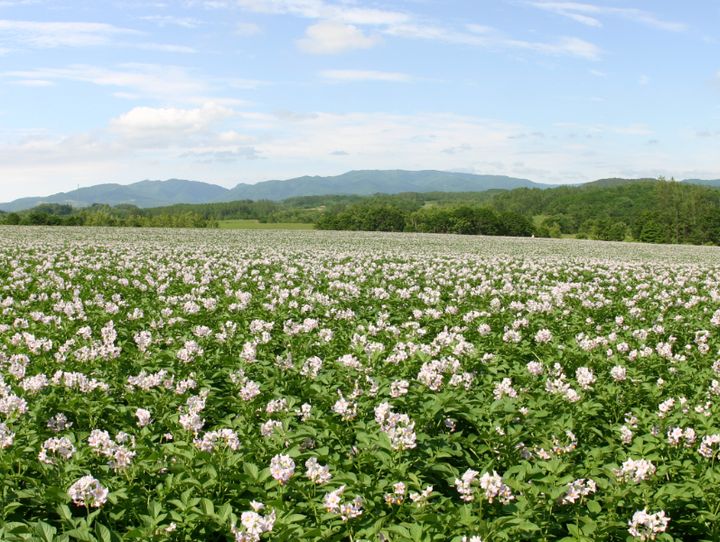 厚沢部町