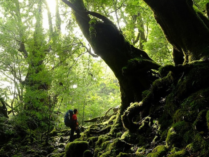 屋久島町