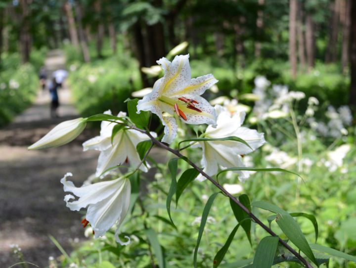 大衡村