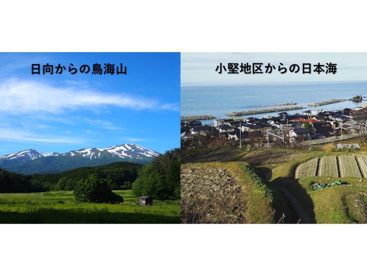 酒田市