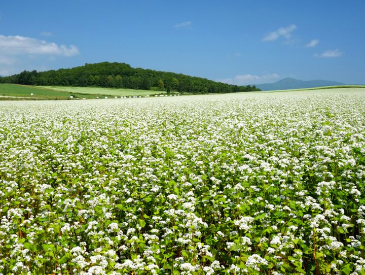 幌加内町