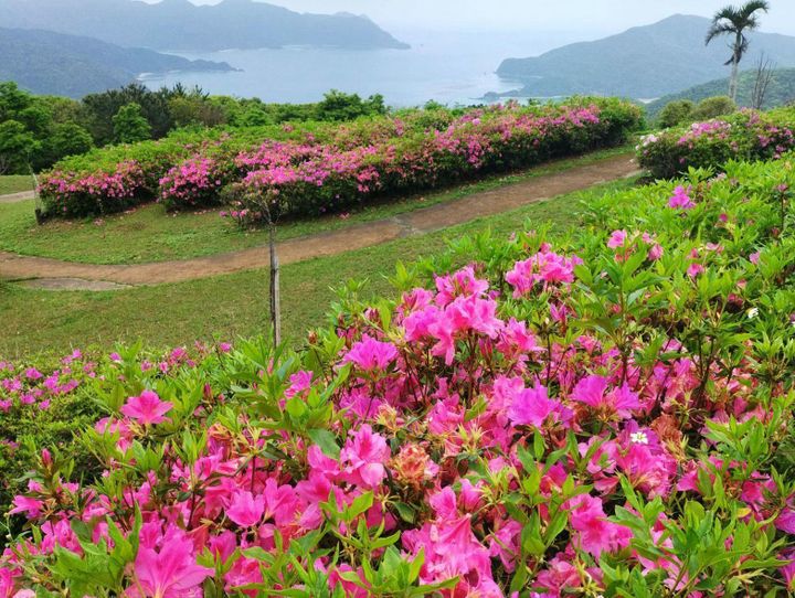 宇検村