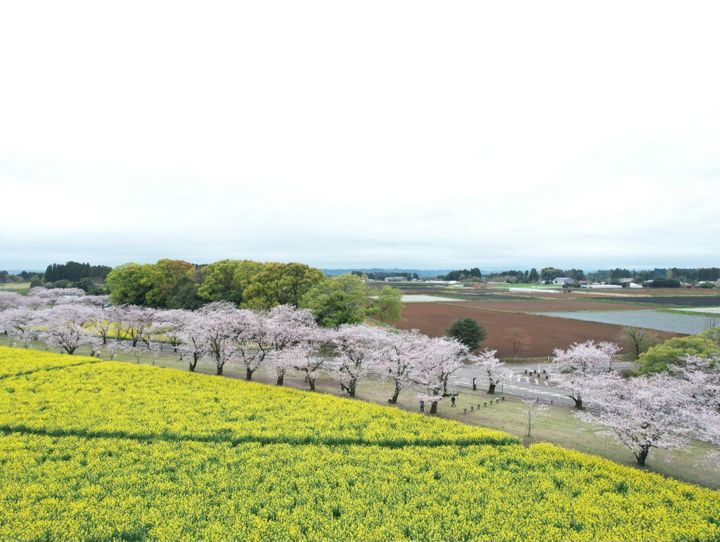 西都市