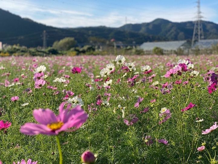 長浜市
