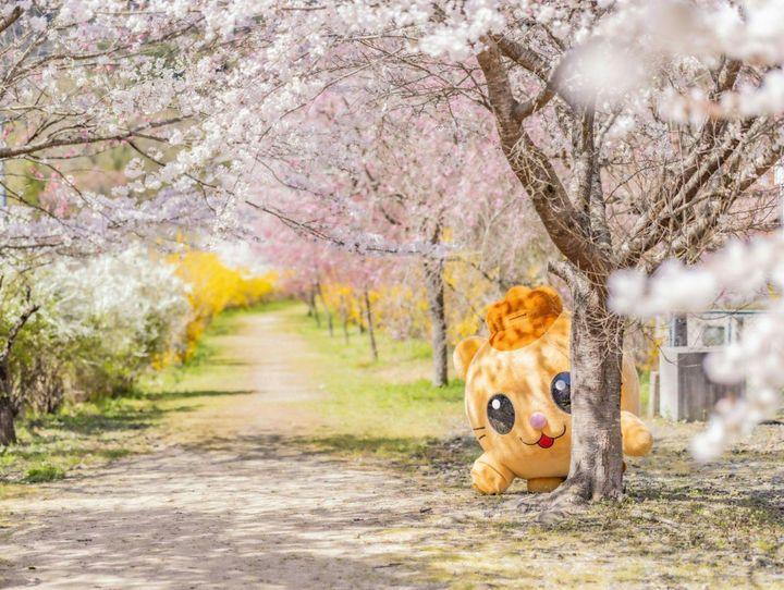 安芸太田町
