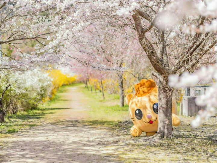 安芸太田町