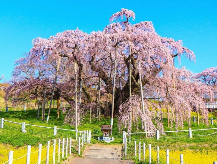 郡山市