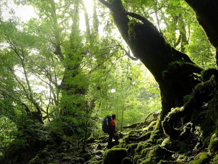 屋久島町