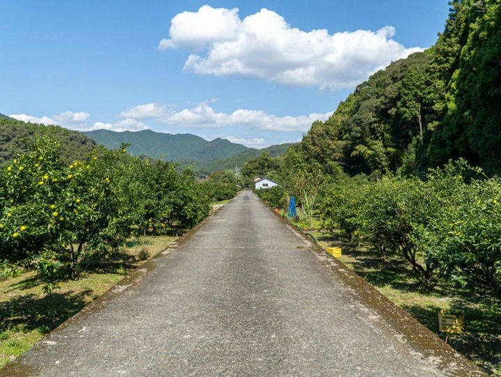 安田町