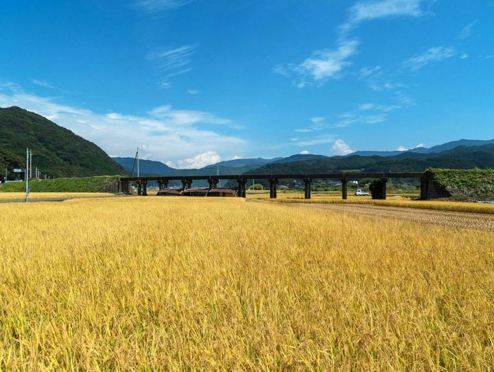 田野町
