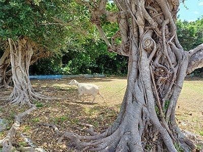 多良間村