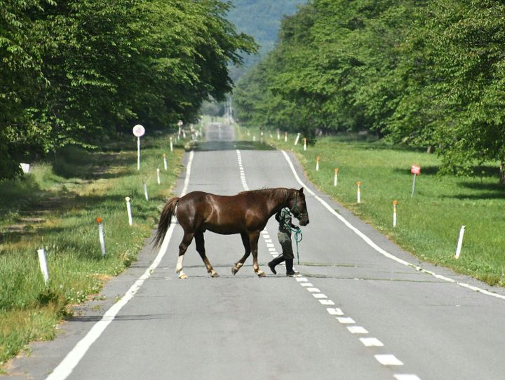 新ひだか町