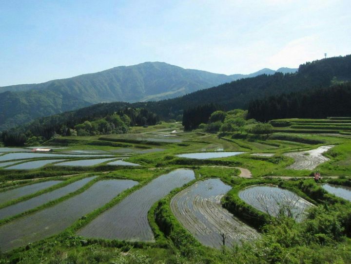 養父市