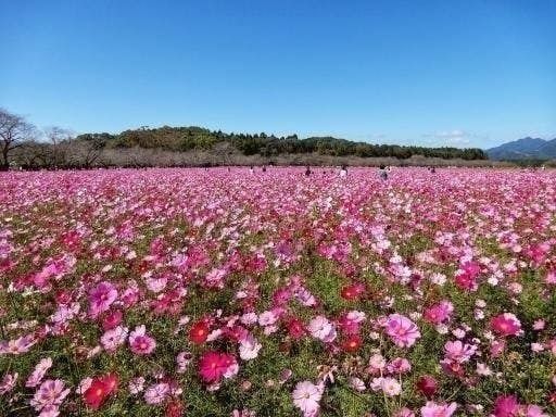 西都市