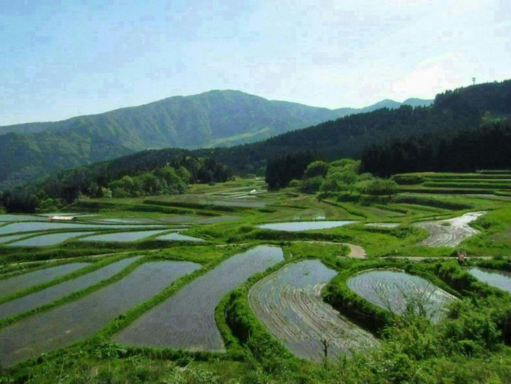 養父市