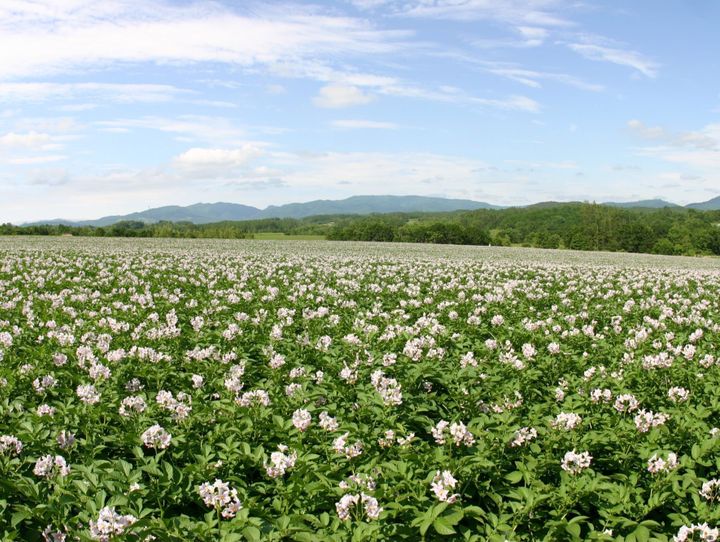 厚沢部町