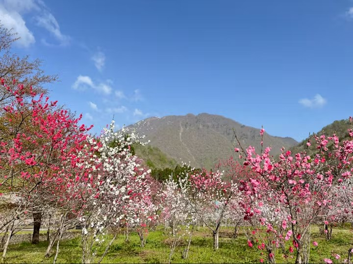 大野市