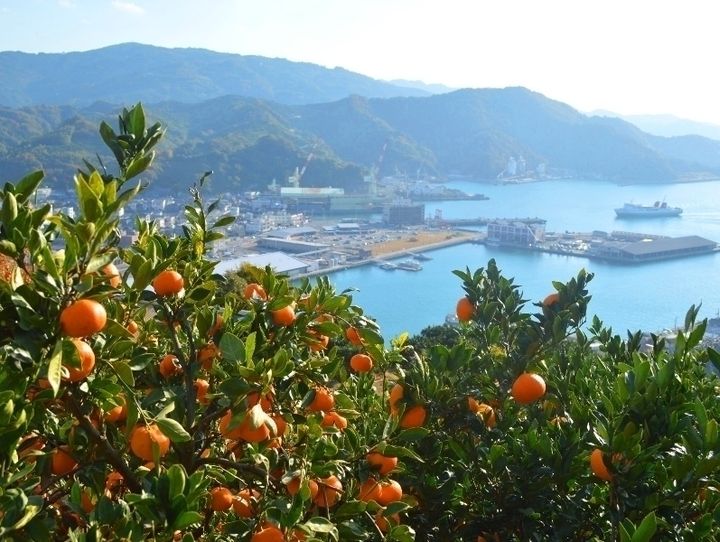 八幡浜市