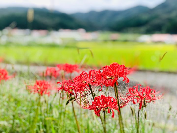萩市