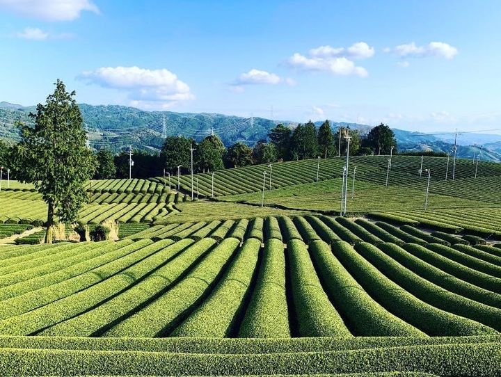 和束町