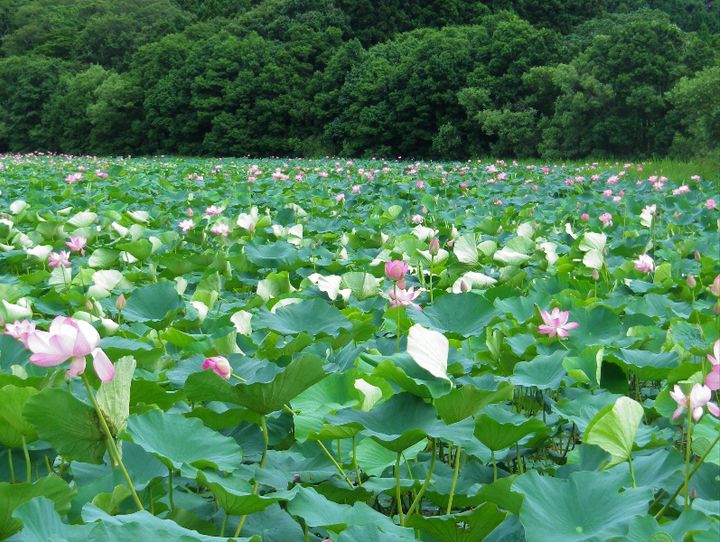 鶴岡市