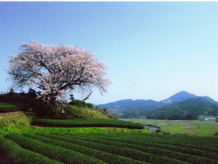嬉野市