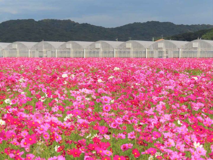 山口県全体