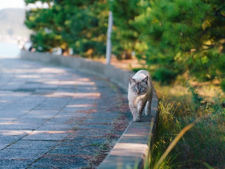 さぬき市