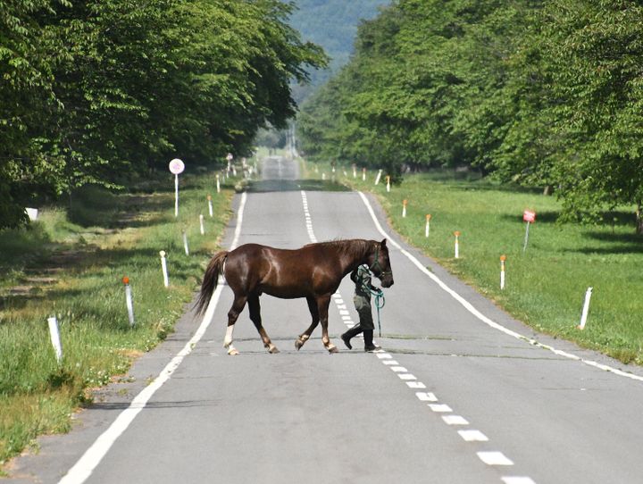 新ひだか町