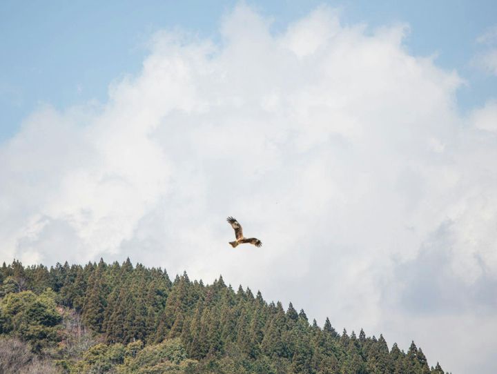 椎葉村