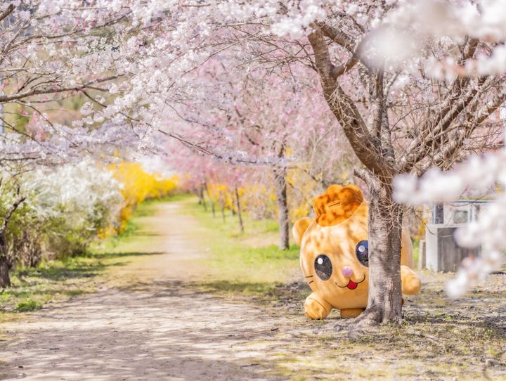 安芸太田町