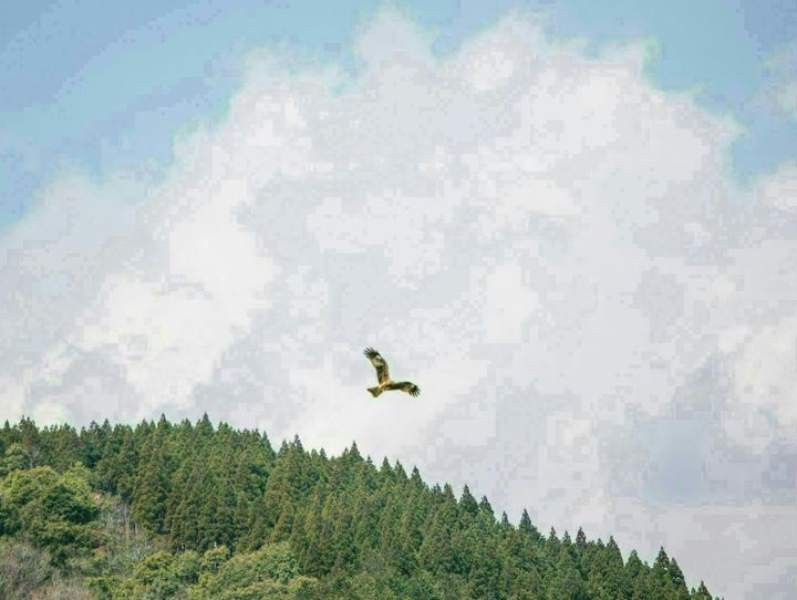 椎葉村