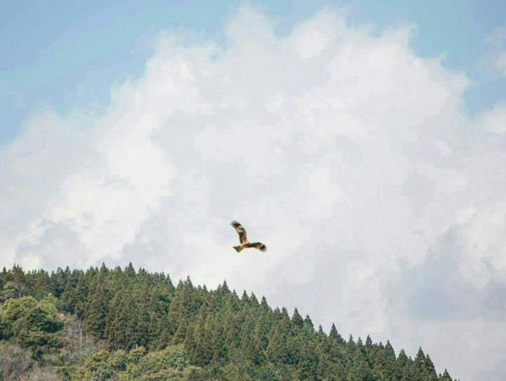 椎葉村