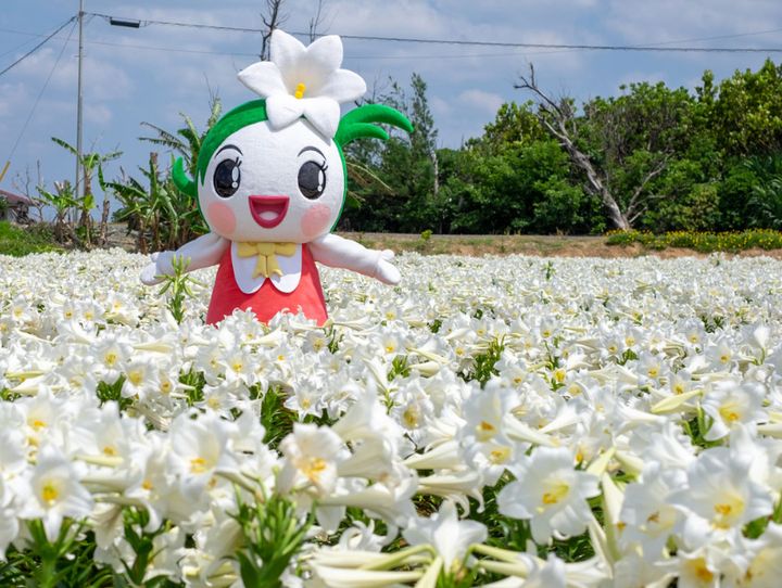 和泊町